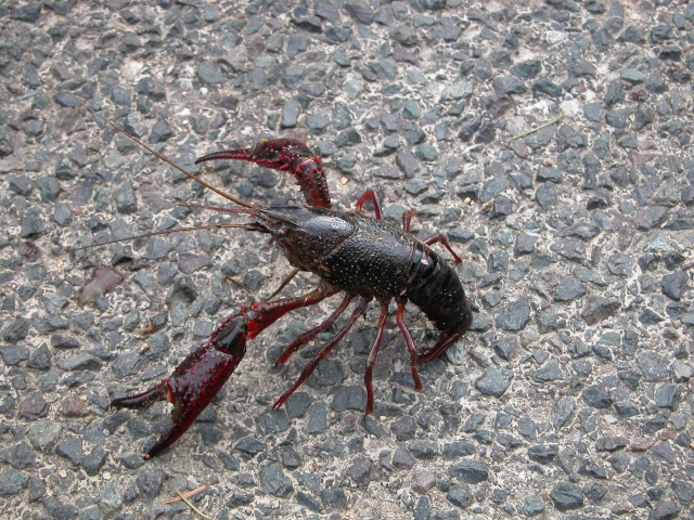 Ecrevisse de Louisiane (Procambarus clarkii) Dscn2410