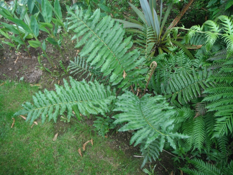 un jardin dans le finistère - Page 3 Dscf0712