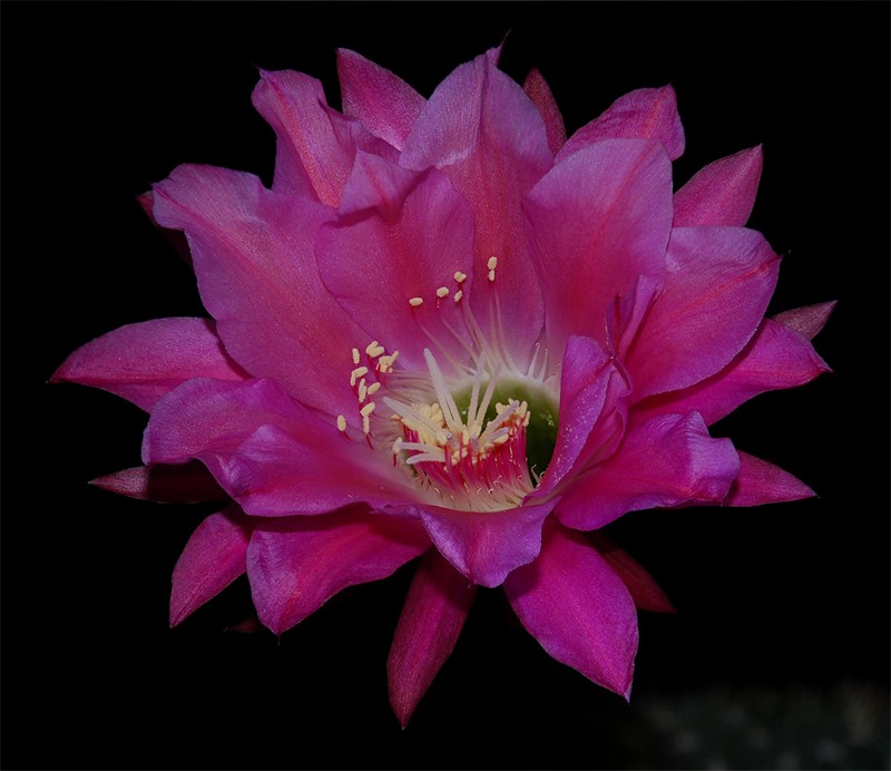 Echinopsis mamillosa var. kermesina Echino10