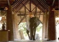 des éléphants sauvages traverse le hall d'un hôtel Elepha10