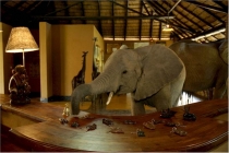 des éléphants sauvages traverse le hall d'un hôtel Elepha11