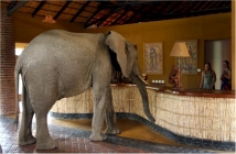 des éléphants sauvages traverse le hall d'un hôtel Elepha12
