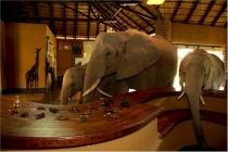 des éléphants sauvages traverse le hall d'un hôtel Elepha13