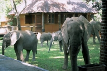 des éléphants sauvages traverse le hall d'un hôtel Elepha14