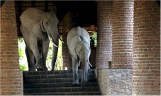des éléphants sauvages traverse le hall d'un hôtel Elepha15