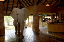 des éléphants sauvages traverse le hall d'un hôtel Pachyd10