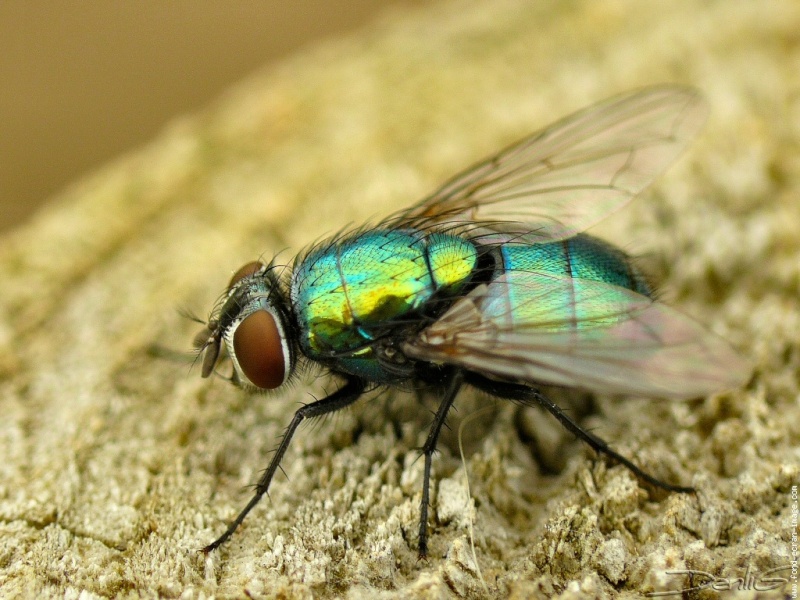 40 Pièces Mouches Piège Autocollant de Fenêtre Attrape Moucheron