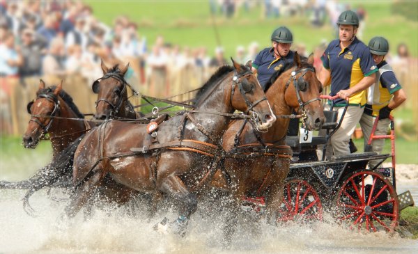 Cleveland Bay Horse Society of Australasia Bobedw10