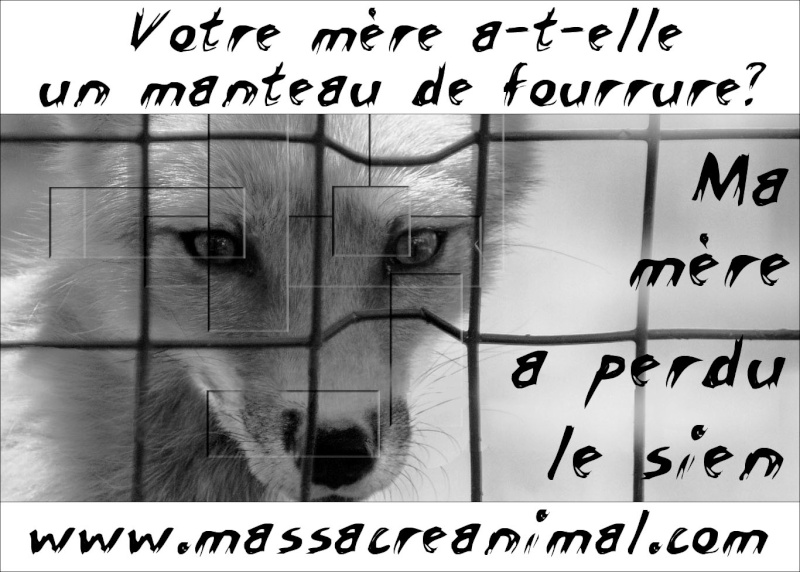 Tracts & affiches contre les usines à chiens Mom_fu10