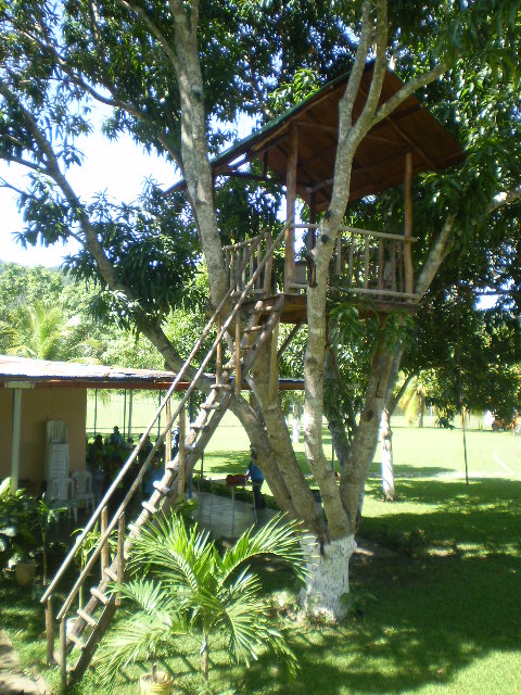 Casa del árbol P9061010