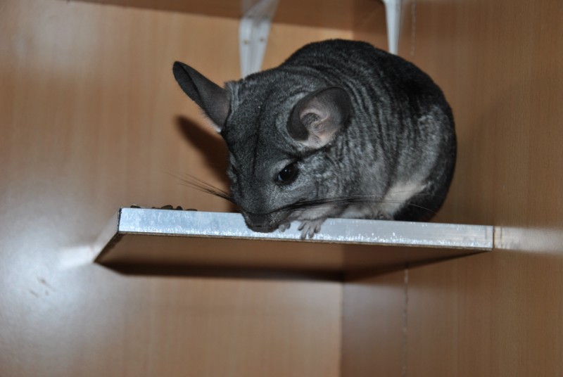 Mes chinchillas by Laetitia Dsc_3411