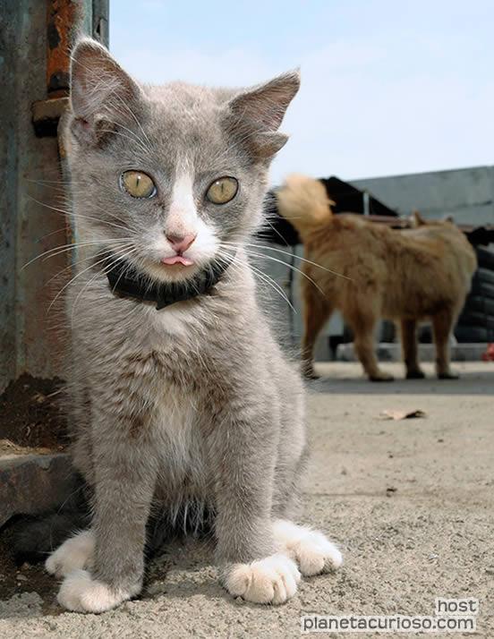 Luntik, el gato con cuatro orejas  Gato-c11