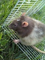 [Rats] 2 rats mâles (82) 10041811