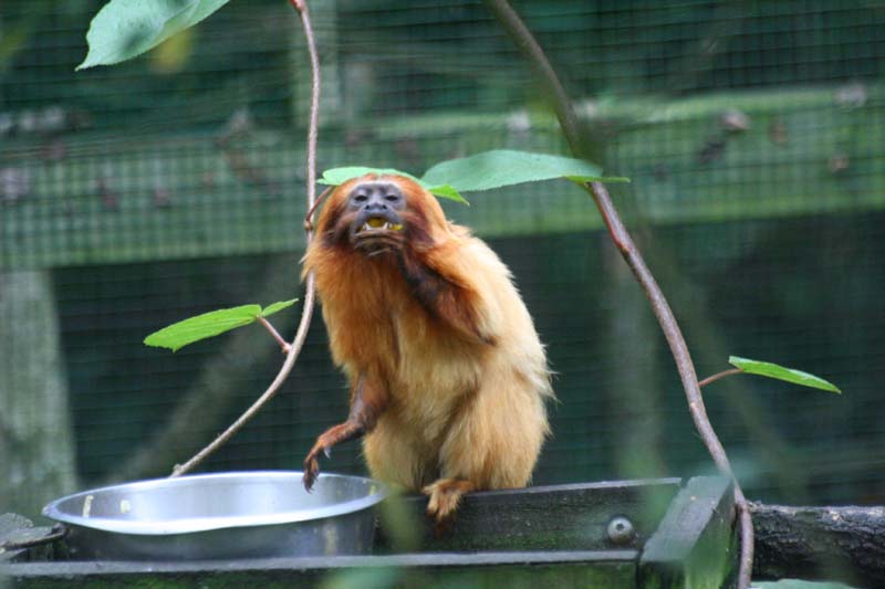 nouvelle sortie au zoo de la boissière du doré. - Page 3 06092013