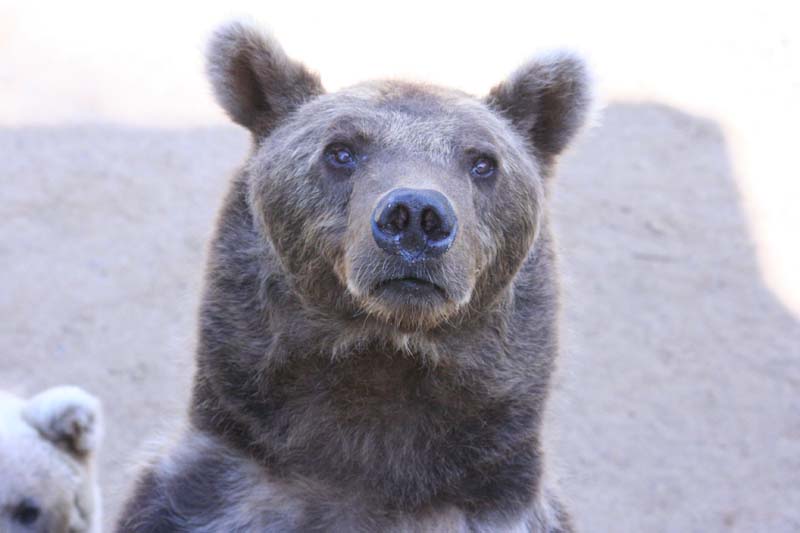 nouvelle sortie au zoo de la boissière du doré. - Page 3 06092017