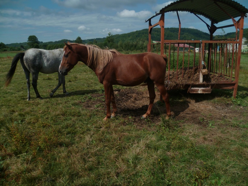 entier psar, 3 ans, à vendre P1020416