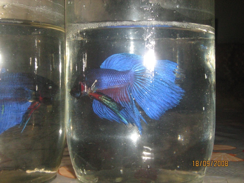 mon new betta Test_715