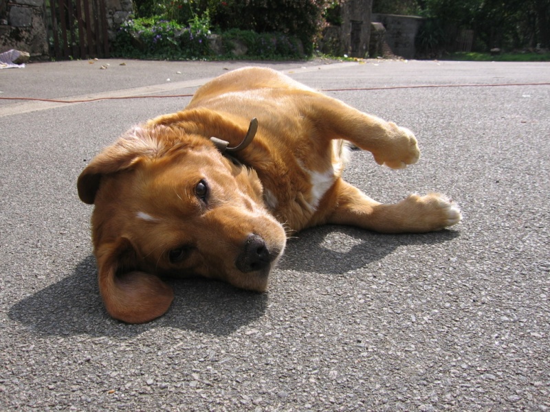 Balou, X pagneul labrador 6 ans, nantes  44 Img_4211