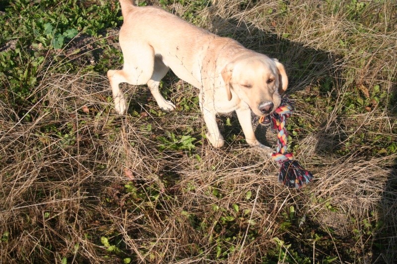 Bandit labrador mâle sable de 2 ans Adopté (51) - Page 2 Img_5616