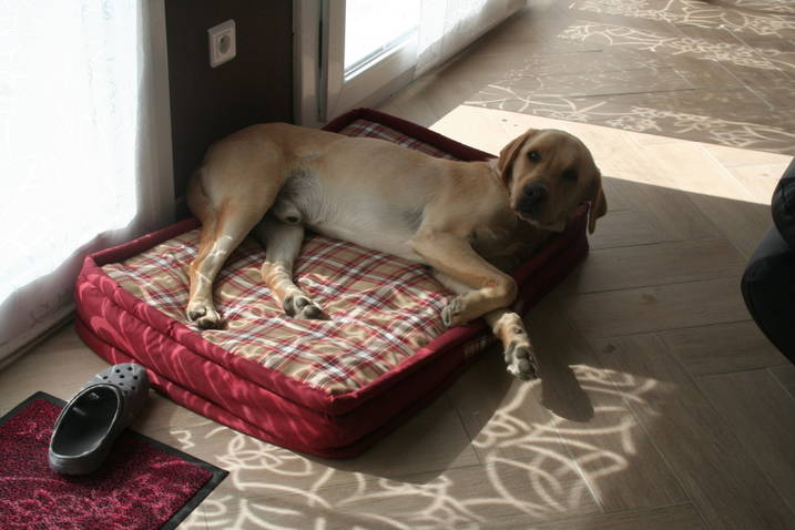 Bandit labrador mâle sable de 2 ans Adopté (51) Tn_110