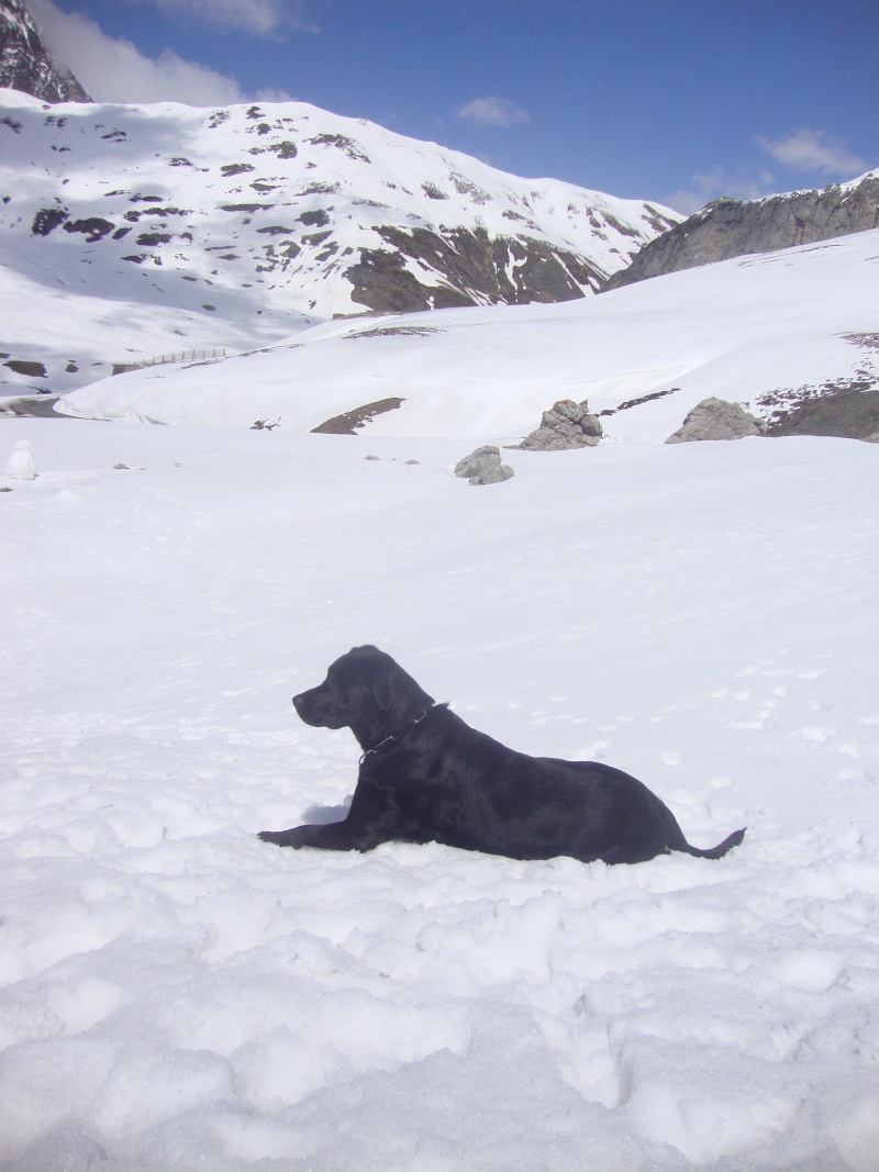 Concours photos décembre : Vos chiens et la Neige Laruns11