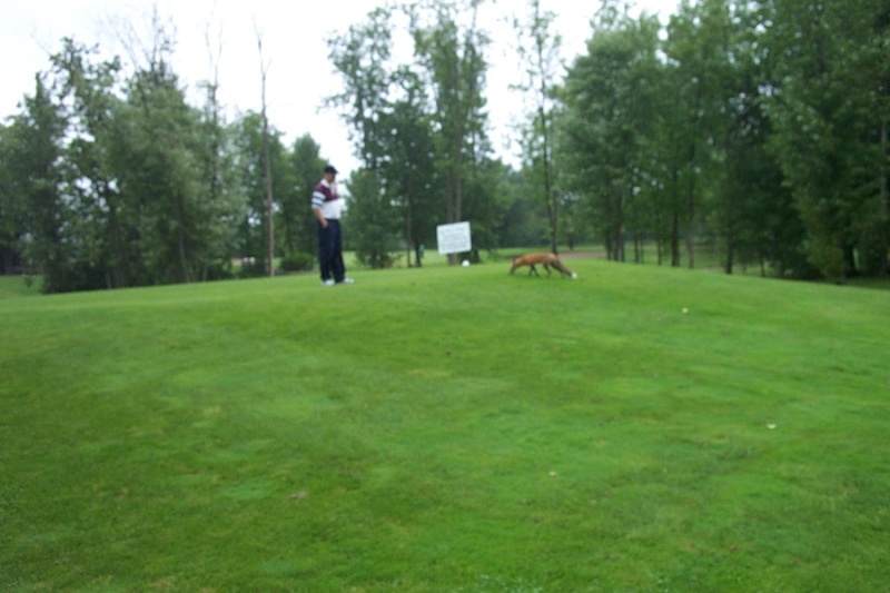 golf avec renards comme spectateurs Golf_s12