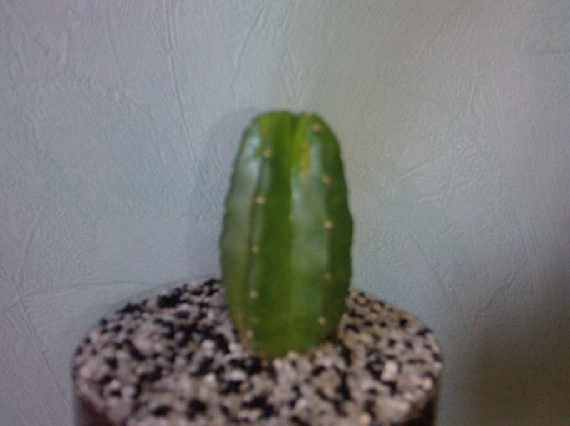 Identification de cactus Photo018