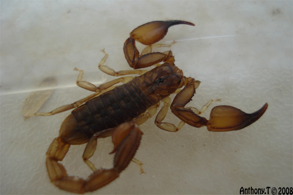 Hemiscorpius ??? - (Djibouti) Sp_1_d11