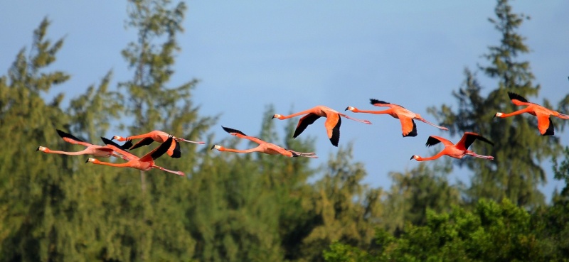 Flamant des Caraïbes Cuba_190