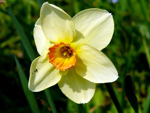 Jonquilles Fleurj10