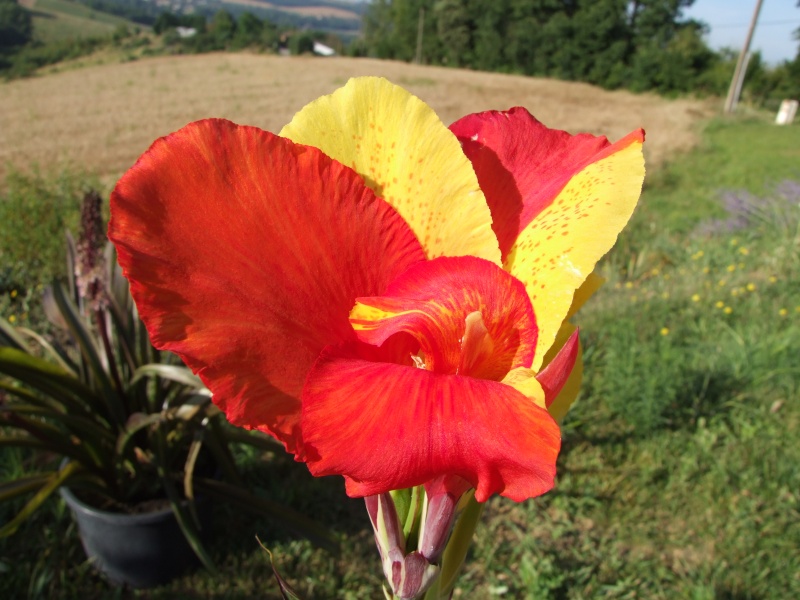 Canna cleopatra 08071610