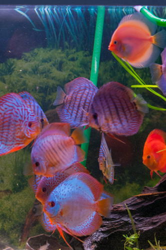 le 1000L... c'est déja la fin Discus14