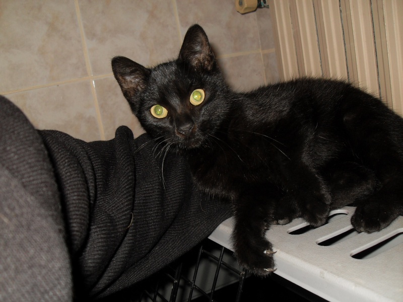 Trouvé chaton noir , pucé Sdc11420