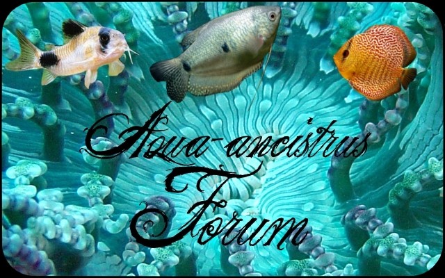 Mon forum d'aquariophilie nommé Aqua-Ancistrus Logo_a18