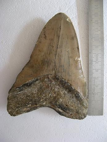 dent de squale Miocène Carcha10