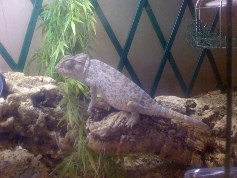 Mes lzards 10-09-12