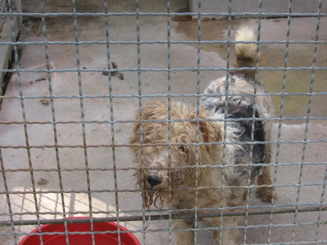 41 SALBRIS - les chiens qui sont encore au refuge SOS Spa_0412