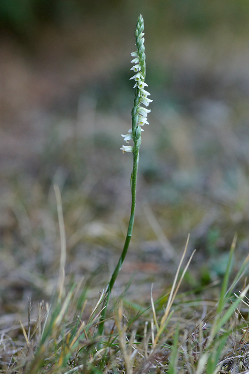 Orchidée sauvage Dsc07610