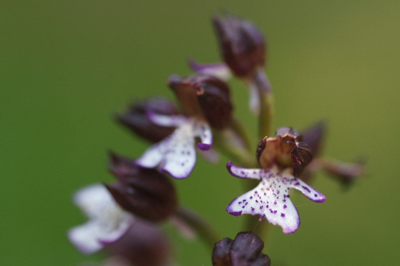 Orchidées sauvages (Fil ouvert) Orchis11