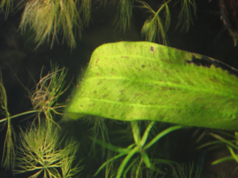 Les algues de mon 160litres Photo_24