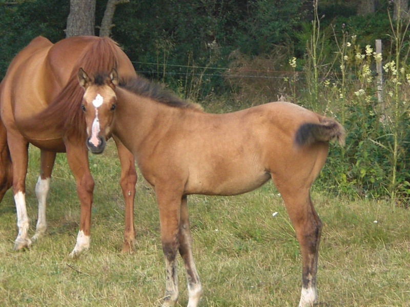 Mes chevaux! - Page 2 Cimg0810