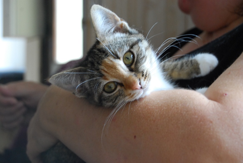 Mitsuko , chaton femelle Tortie tabby, née le 1er mai 2012 Dsc_0921