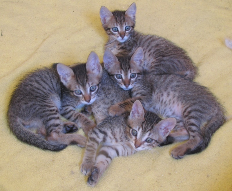 Adoptés - 4 chatons tigrés de 6 semaines Les_4_10