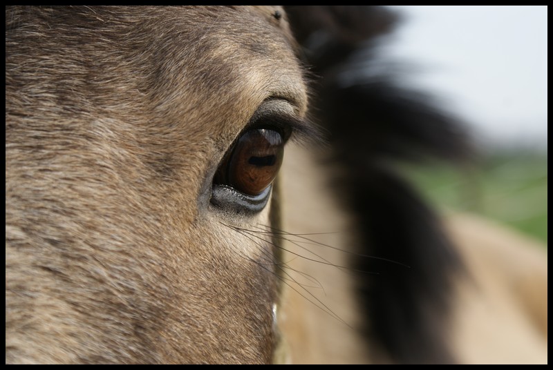 L'expressivit n'est pas une invention humaine. Cavalo10