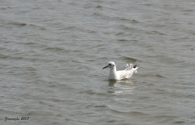 Será  uma Gaivota-pequena?  Larus minutus Img_3616