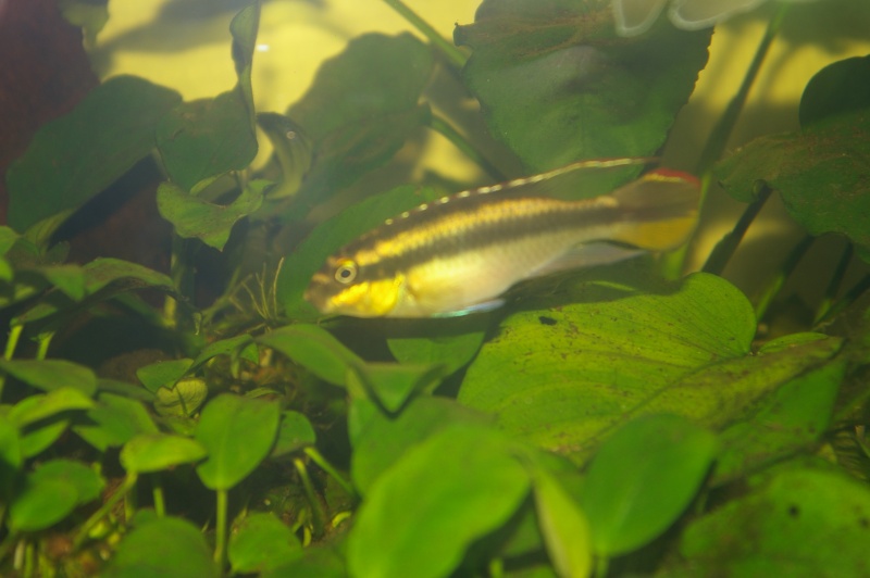 le 450l biotope congo à mon père Imgp0233