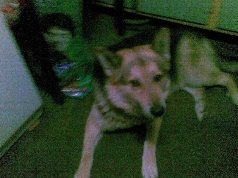 este es mi otro perro se llama lobi es un cieloooooooo 08082010