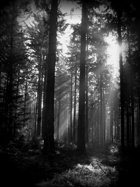 Forêt domaniale "Le Grand Bois"... 2i7lve10