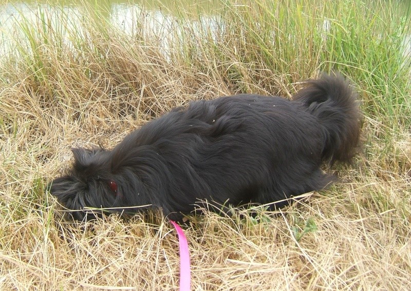 NATACHA (f) croise papillon, ne en 2006, 6 kilos, vient du refuge de Tina (moldavie) - ADOPTEE - Nanapr16