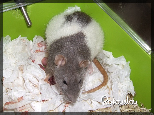 Evolution des ratons Dscf0210